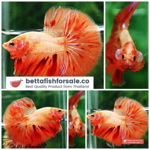 Betta fish OHM Armageddon Meteor