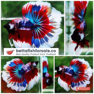 Betta fish OHM Fancy Captain America Rosetail
