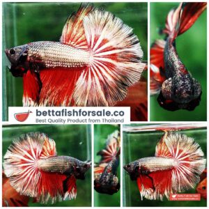 Betta fish OHM Hell Copper Gold Dragon