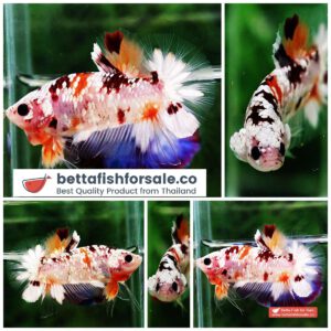 Betta fish OHMPK Sparkle Copper Gold Nemo