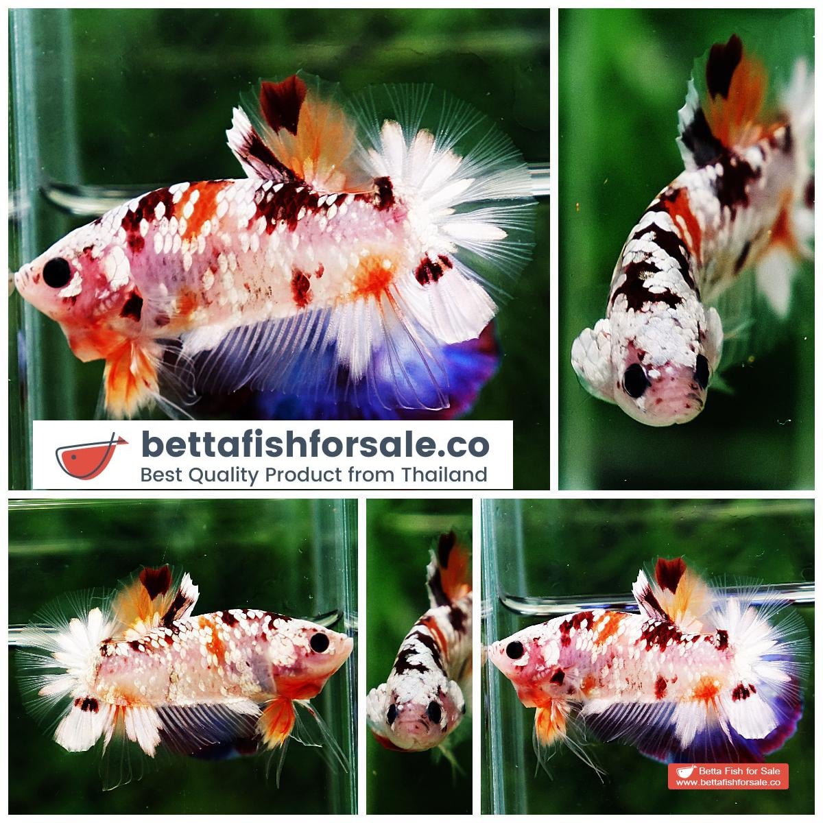 Betta fish OHMPK Sparkle Copper Gold Nemo