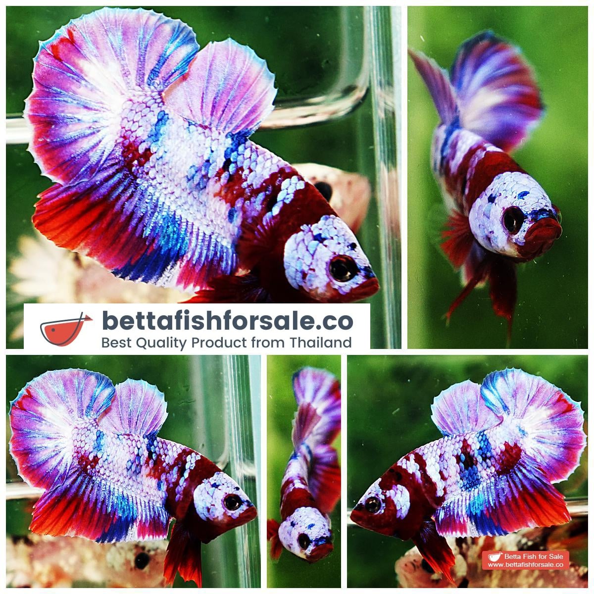 Betta fish OHMPK Prince Rainbow Red Scarf Marking