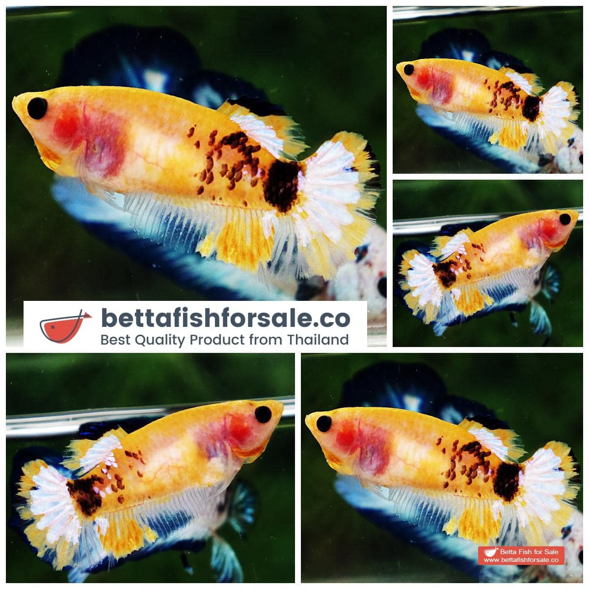 Betta fish Female HMPK Yellow Tiger Star tail