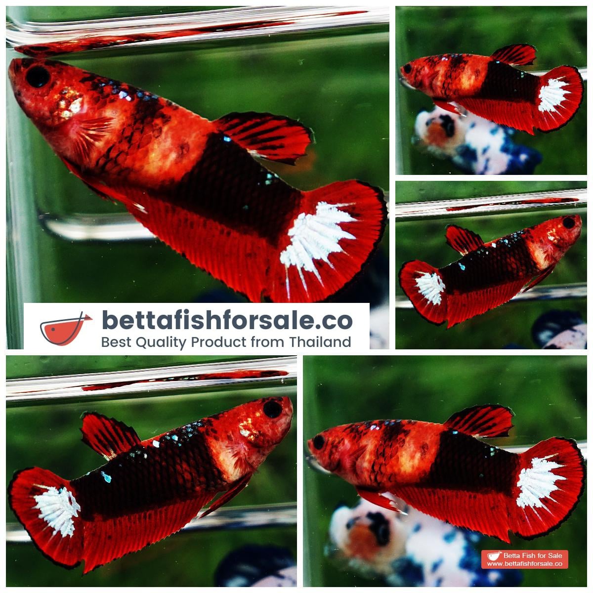 Betta fish Female HMPK Hell Girl Star tail
