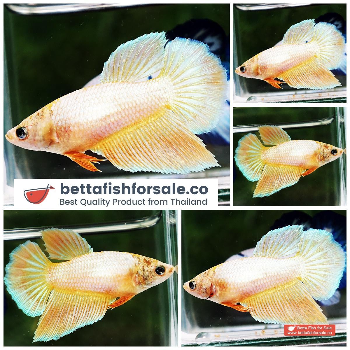 Betta fish Female HM Sparkle Yellow Grizzle