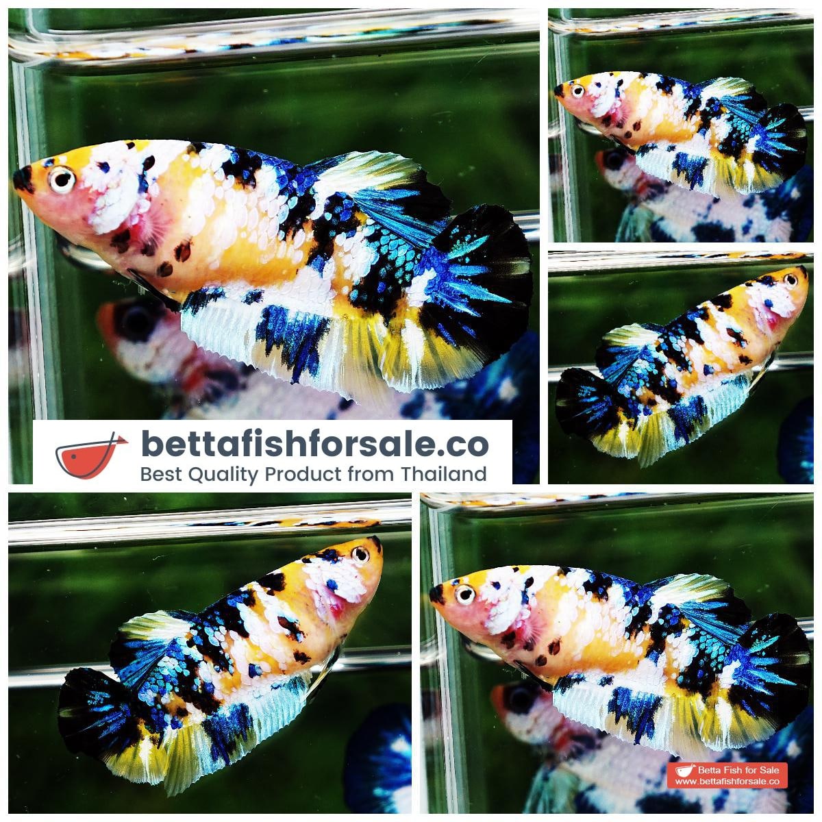 Betta fish Female HMPK Yellow Blue Sapphire Galaxy