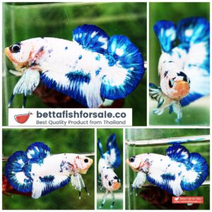 Betta fish HMPK Prince of Blue Marble