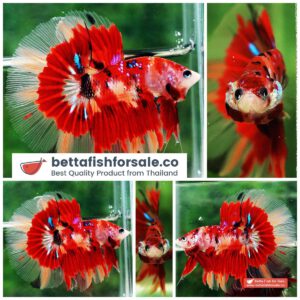 Betta fish HM Fire Blaze Burn