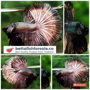Betta fish OHM Classic Copper Gold