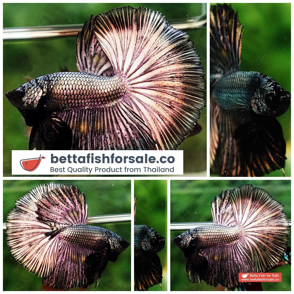 Betta fish OHM Classic Copper Gold