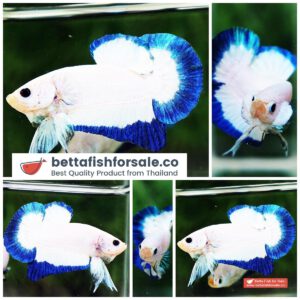 Betta fish HMPK Clean Blue Rim Marble