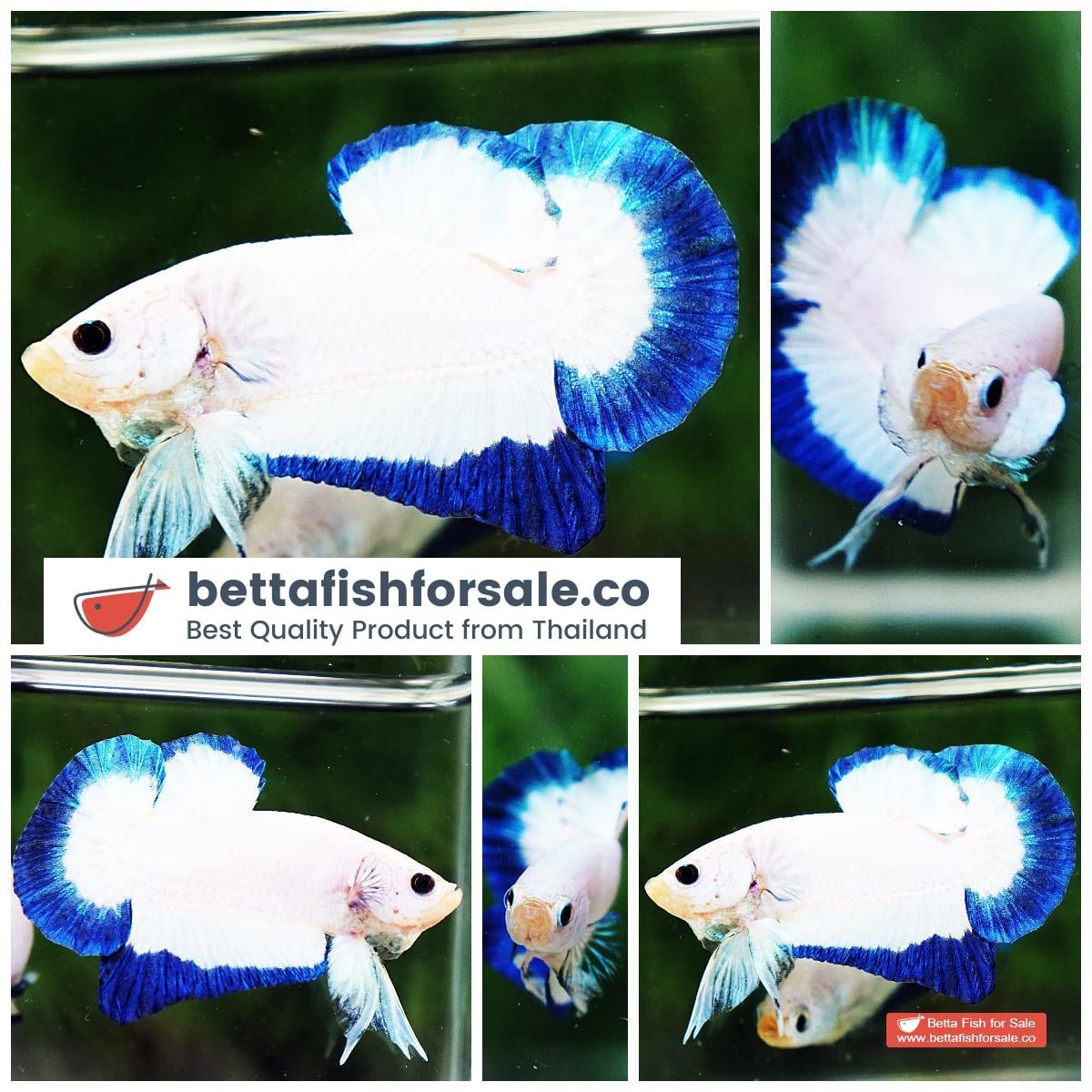 Betta fish HMPK Clean Blue Rim Marble