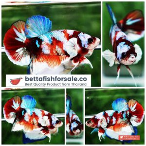 Betta fish HMPK Prince of Candy Nemo White Ears