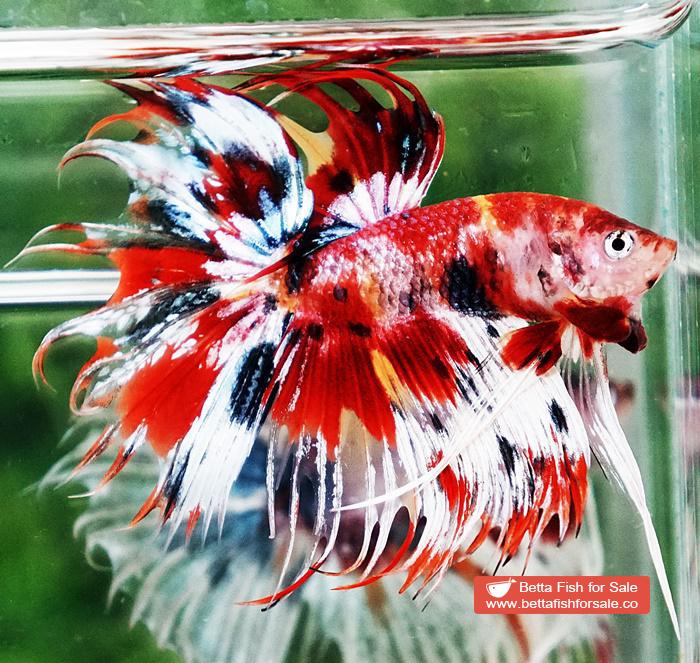 Betta fish CT Copper Candy Nemo Yellow Base - Image 3