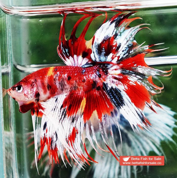 Betta fish CT Copper Candy Nemo Yellow Base - Image 4