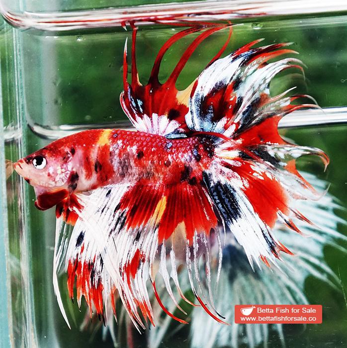 Betta fish CT Copper Candy Nemo Yellow Base - Image 2