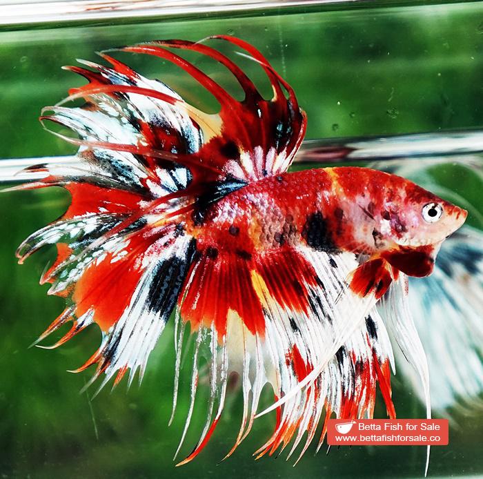 Betta fish CT Copper Candy Nemo Yellow Base - Image 5