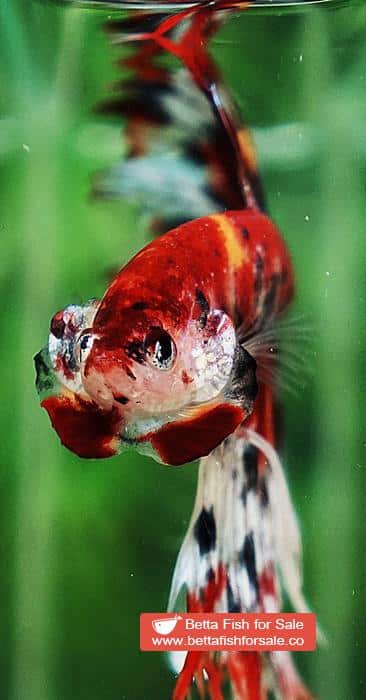 Betta fish CT Copper Candy Nemo Yellow Base - Image 6