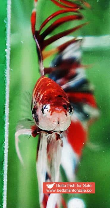 Betta fish CT Copper Candy Nemo Yellow Base - Image 7