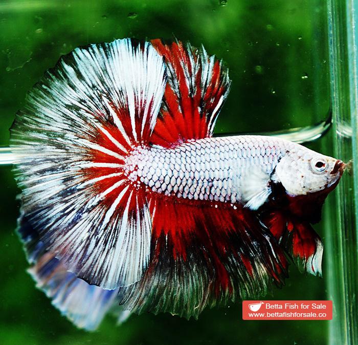 Betta fish OHM Snow Dragon Butterfly - Image 3