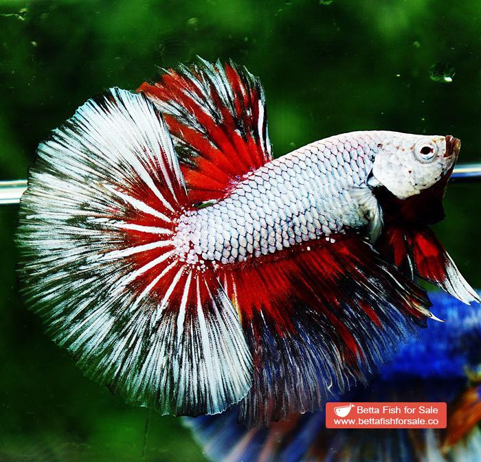 Betta fish OHM Snow Dragon Butterfly - Image 7