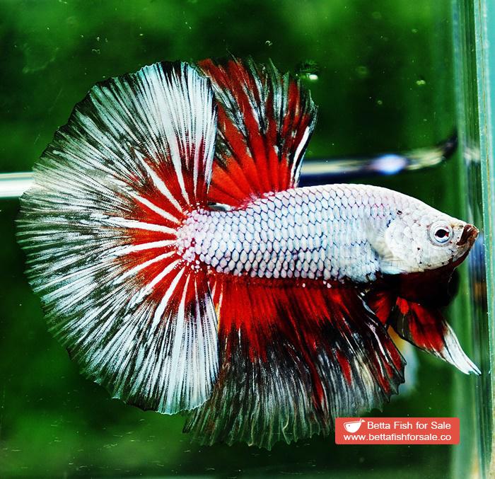 Betta fish OHM Snow Dragon Butterfly - Image 5