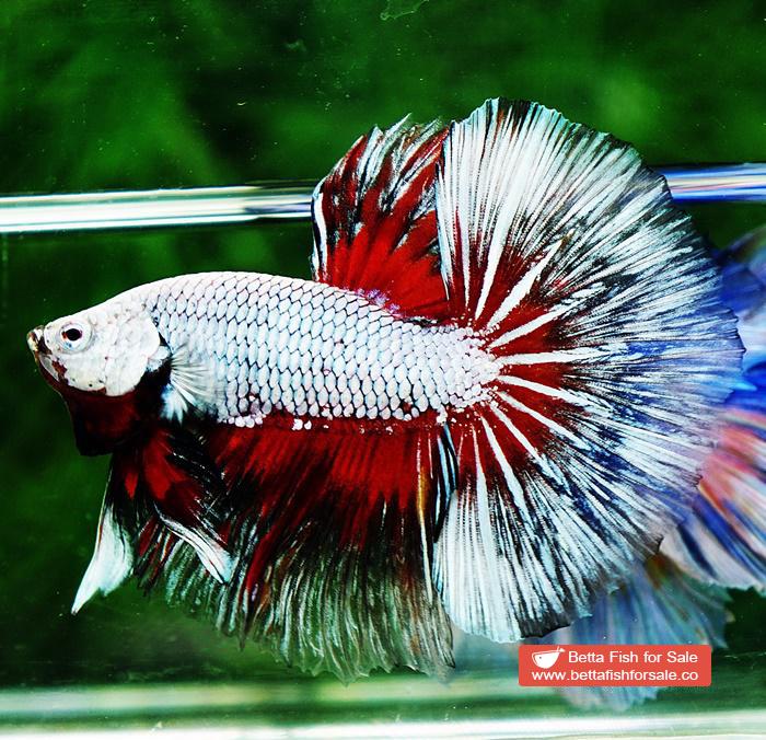 Betta fish OHM Snow Dragon Butterfly - Image 6