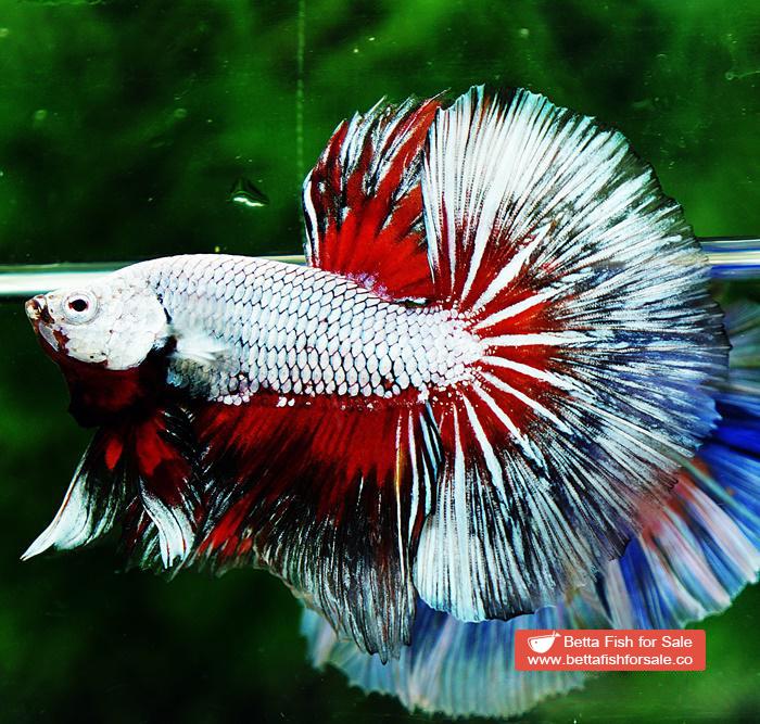 Betta fish OHM Snow Dragon Butterfly - Image 4