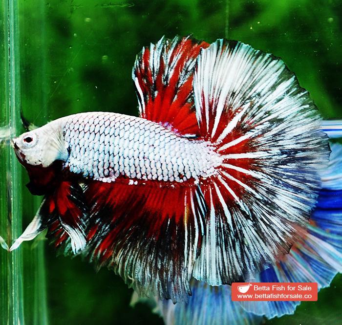 Betta fish OHM Snow Dragon Butterfly - Image 2