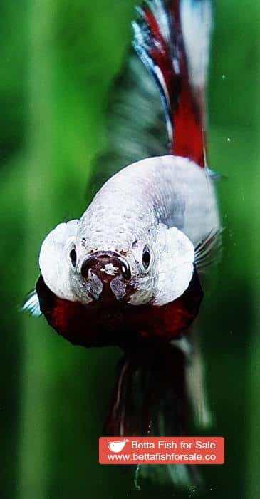 Betta fish OHM Snow Dragon Butterfly - Image 8