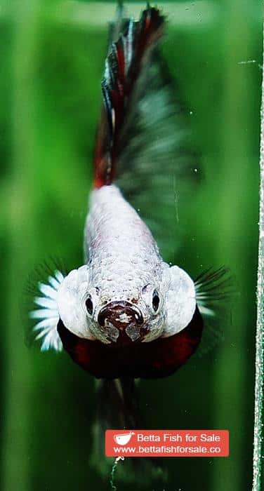 Betta fish OHM Snow Dragon Butterfly - Image 9