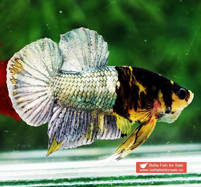 Betta fish HMPK Prince of Tiger Copper Armor (Rare marking) - Image 5