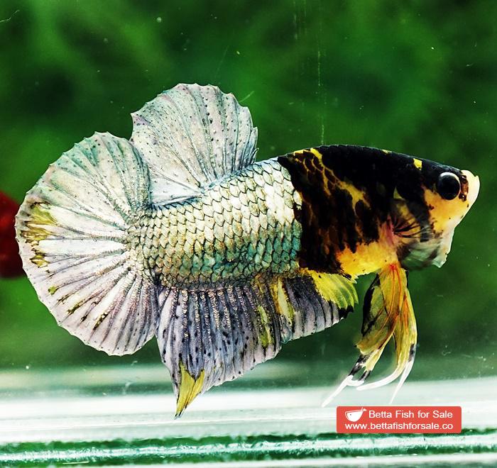 Betta fish HMPK Prince of Tiger Copper Armor (Rare marking) - Image 3