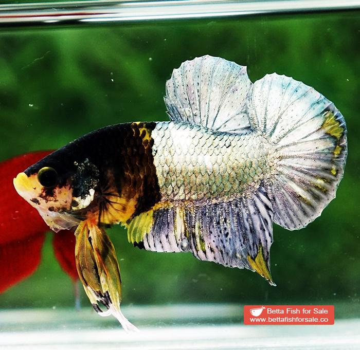 Betta fish HMPK Prince of Tiger Copper Armor (Rare marking) - Image 6