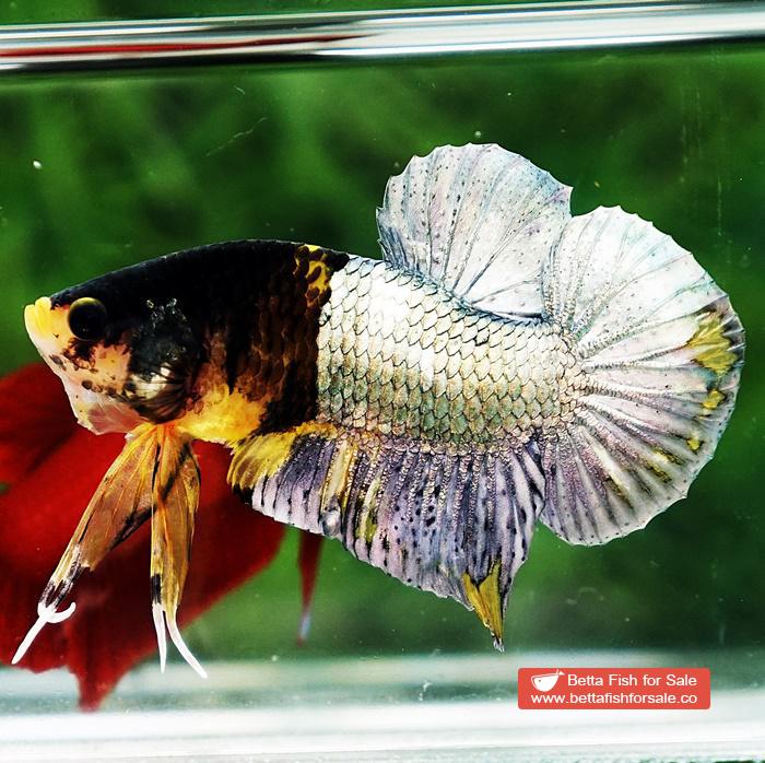 Betta fish HMPK Prince of Tiger Copper Armor (Rare marking) - Image 2