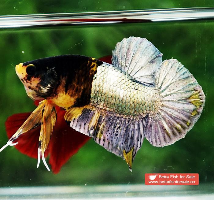 Betta fish HMPK Prince of Tiger Copper Armor (Rare marking) - Image 4