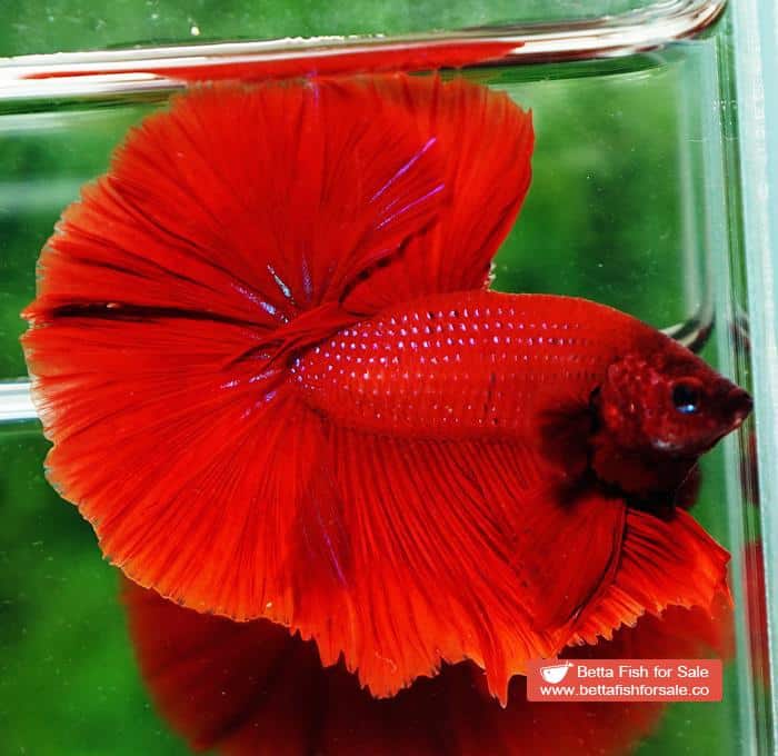 Betta fish OHM Evil Red Sky Hawk - Image 2