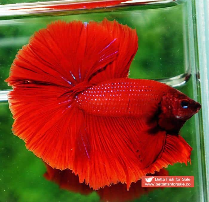 Betta fish OHM Evil Red Sky Hawk - Image 4