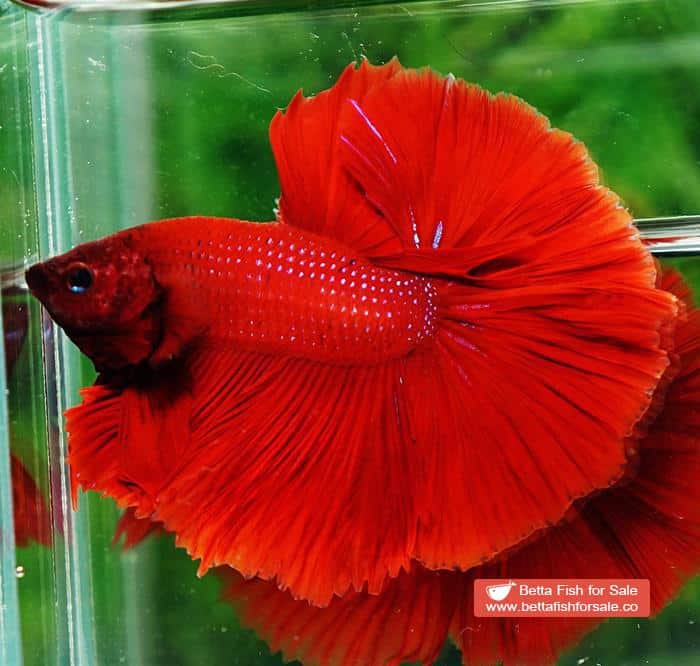 Betta fish OHM Evil Red Sky Hawk - Image 5