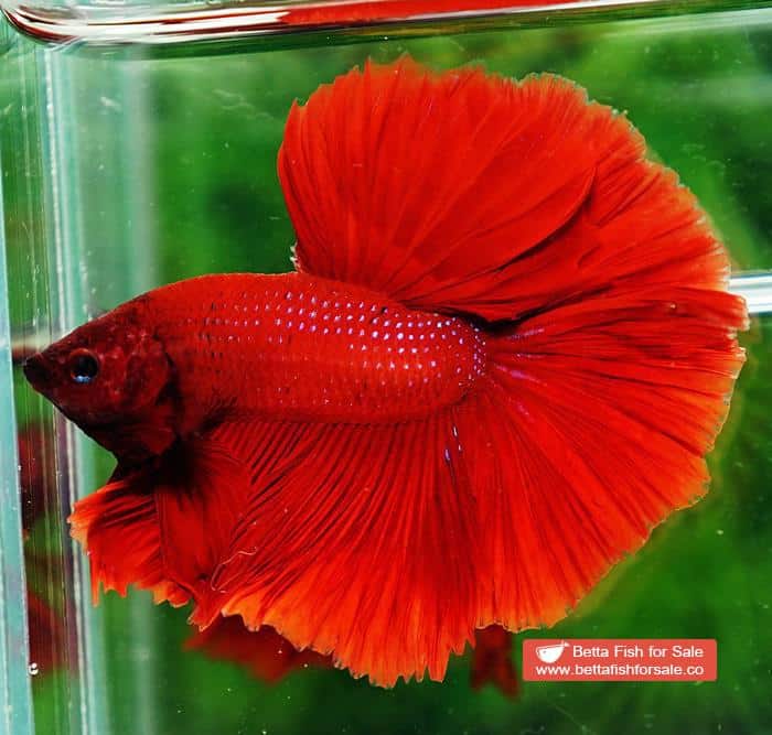 Betta fish OHM Evil Red Sky Hawk - Image 3