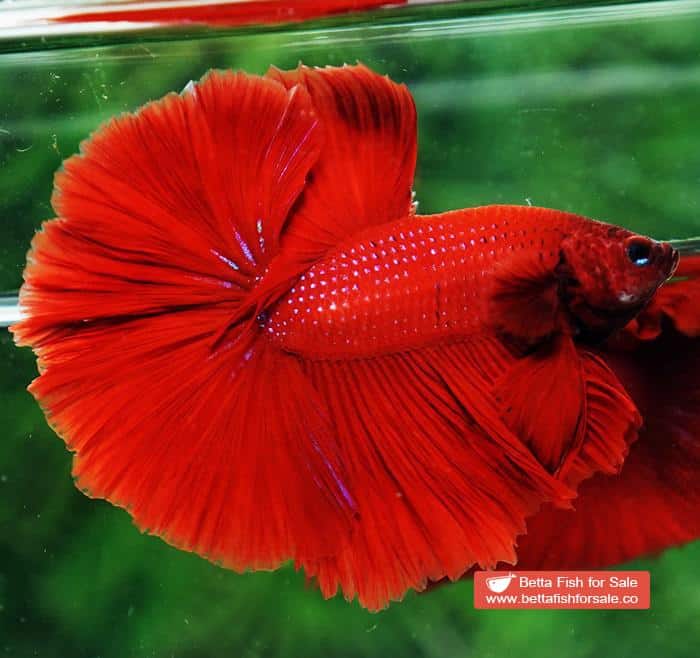 Betta fish OHM Evil Red Sky Hawk - Image 6