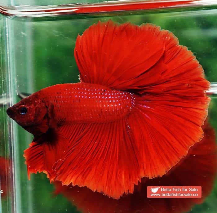 Betta fish OHM Evil Red Sky Hawk - Image 7