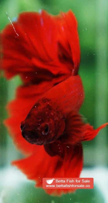 Betta fish OHM Evil Red Sky Hawk - Image 8