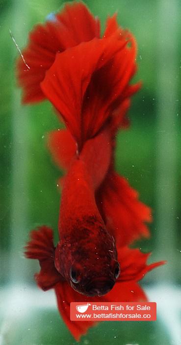Betta fish OHM Evil Red Sky Hawk - Image 9