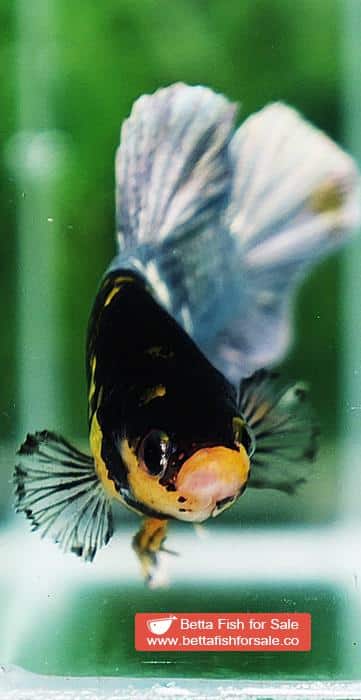 Betta fish HMPK Prince of Tiger Copper Armor (Rare marking) - Image 7