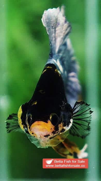 Betta fish HMPK Prince of Tiger Copper Armor (Rare marking) - Image 8