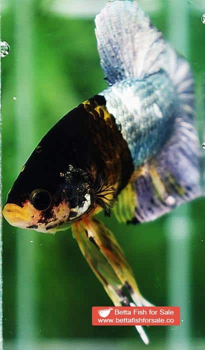 Betta fish HMPK Prince of Tiger Copper Armor (Rare marking) - Image 9