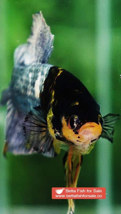 Betta fish HMPK Prince of Tiger Copper Armor (Rare marking) - Image 10