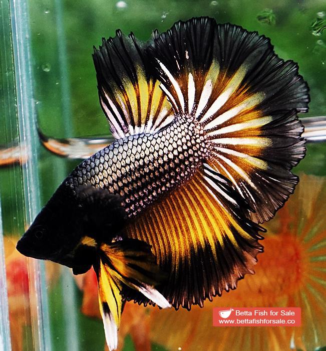 Betta fish OHM Black Copper Mustard Butterfly - Image 4