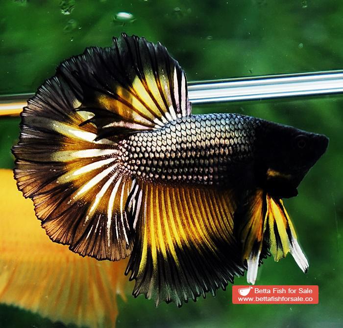 Betta fish OHM Black Copper Mustard Butterfly - Image 2